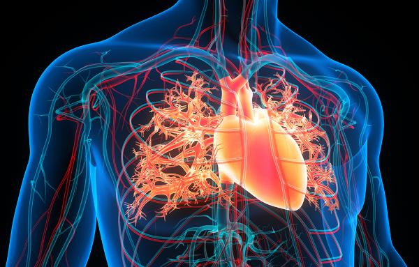 Illustration of cardiovascular system, courtesy Getty Images.