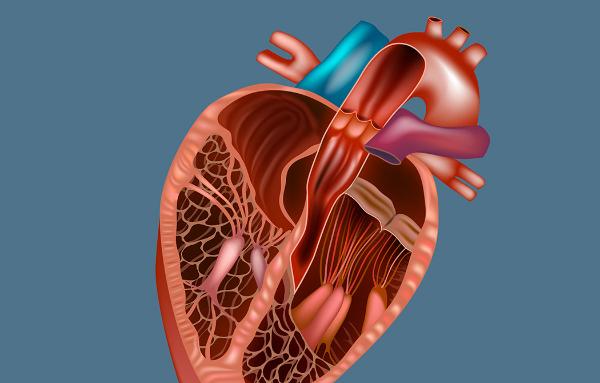 Illustration of cross section of heart, courtesy Getty Images.